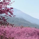 大理州旅游 缩略图 9