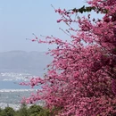 大理州旅游 缩略图 8