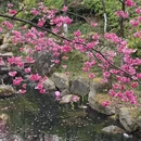 大理州旅游 缩略图 7