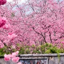 大理州旅游 缩略图 14