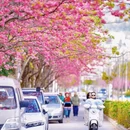 大理州旅游 缩略图 5