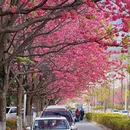 大理州旅游 缩略图 2