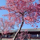 大理州旅游 缩略图 3