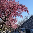 大理州旅游 缩略图 6