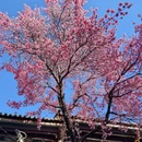 大理州旅游 缩略图 2