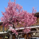 大理州旅游 缩略图 8