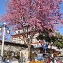 大理州旅游 缩略图 11