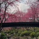大理州旅游 缩略图 6