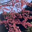 大理州旅游 缩略图 7