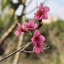 深圳旅游 缩略图 4