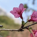 深圳旅游 缩略图 1