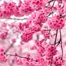 大理州旅游 缩略图 17