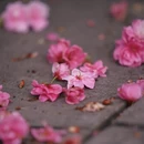 大理州旅游 缩略图 11