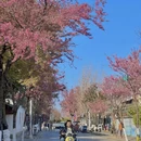 大理州旅游 缩略图 6