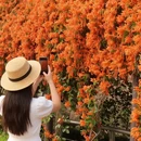 深圳旅游 缩略图 3