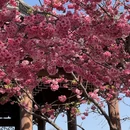 大理州旅游 缩略图 1