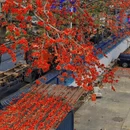 深圳旅游 缩略图 11