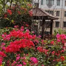 深圳旅游 缩略图 17