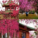 广州旅游 缩略图 4