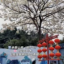 广州旅游 缩略图 7