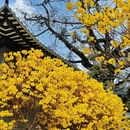 广州旅游 缩略图 6