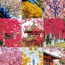 广州旅游 缩略图 1