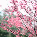 广州旅游 缩略图 15