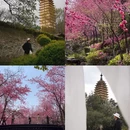 大理州旅游 缩略图 1