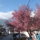 大理州旅游 缩略图 3