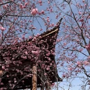大理州旅游 缩略图 12