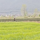 大理州旅游 缩略图 12