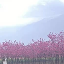 大理州旅游 缩略图 7