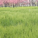 大理州旅游 缩略图 10