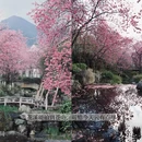 大理州旅游 缩略图 5