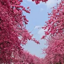大理州旅游 缩略图 4