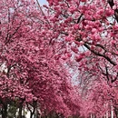 大理州旅游 缩略图 1