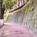 大理州旅游 缩略图 1