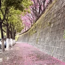 大理州旅游 缩略图 4