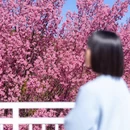 大理州旅游 缩略图 3