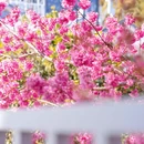 大理州旅游 缩略图 6