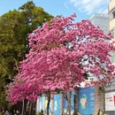深圳旅游 缩略图 1