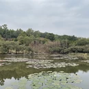 深圳旅游 缩略图 9