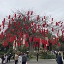 深圳旅游 缩略图 4