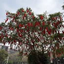 深圳旅游 缩略图 13