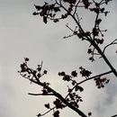 深圳旅游 缩略图 2
