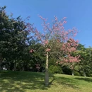 深圳旅游 缩略图 5