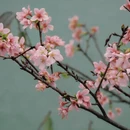 广州旅游 缩略图 2