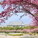 大理州旅游 缩略图 6