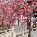 大理州旅游 缩略图 4