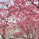 大理州旅游 缩略图 7